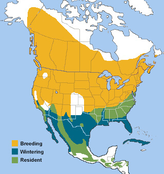 Chipping Sparrow range map by ABC