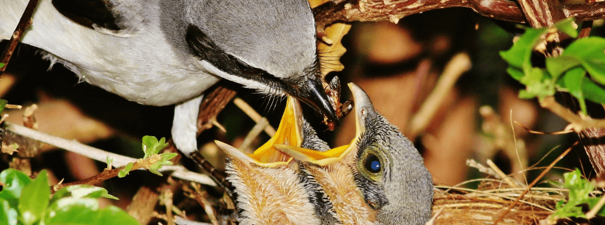 Loggerhead Shrike feeding chicks. Photo by Philip Rathner