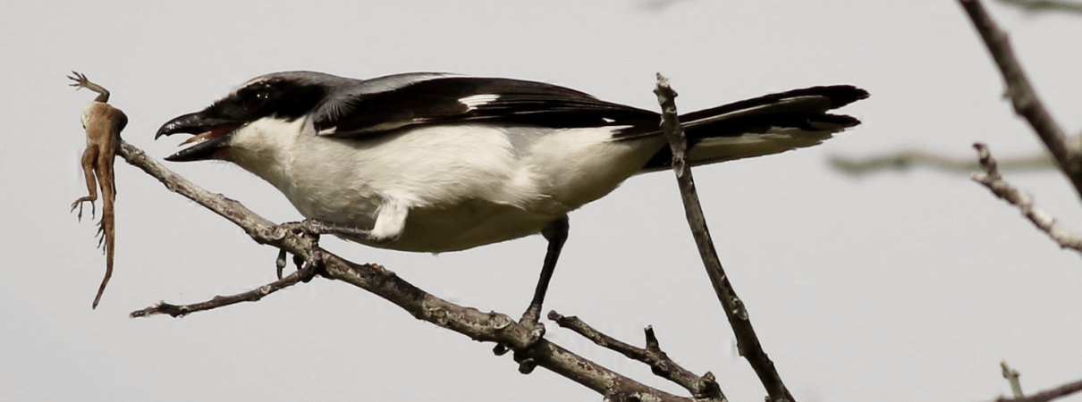 Loggerhead Shrike impaling prey. Photo by Philip Rathner