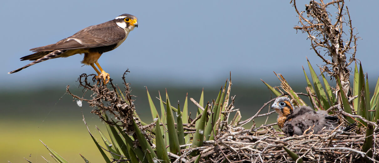 Aplomado Falcon and nestling. Photo by Danita Delimont, Shutterstock