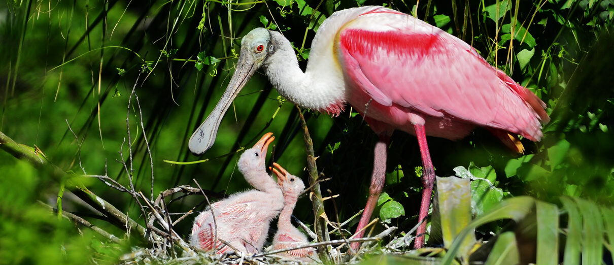 Roseate Spoonbill at nest. Photo by Gareth Rasberry.