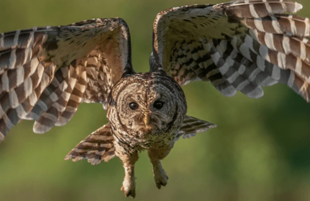 Barred Owl by Harry Collins Photography/Shutterstock