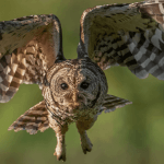 Barred Owl by Harry Collins Photography/Shutterstock
