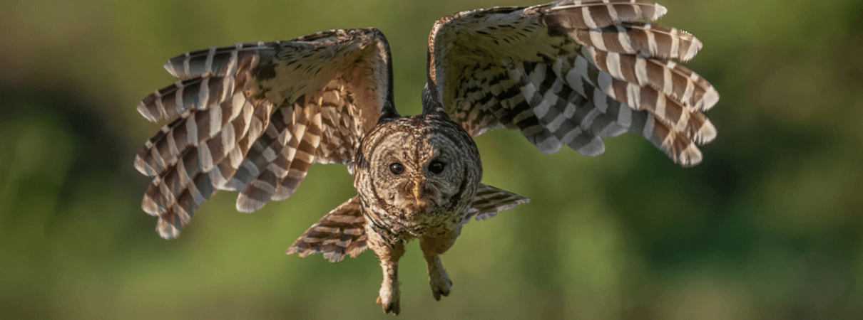 Barred Owl by Harry Collins Photography/Shutterstock