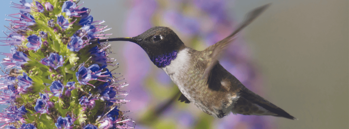 Black-chinned Hummingbird by sumikophoto, Shutterstock
