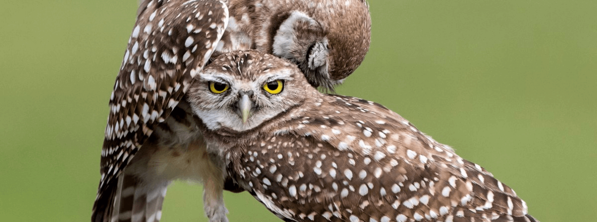Burrowing Owls by Bob Branham/Shutterstock