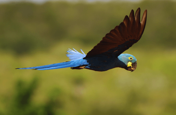Lear's Macaw in flight.