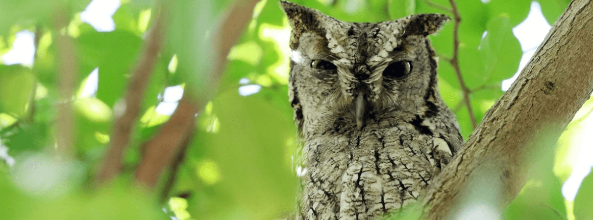 Eastern Screech Owl by Jesus Franco