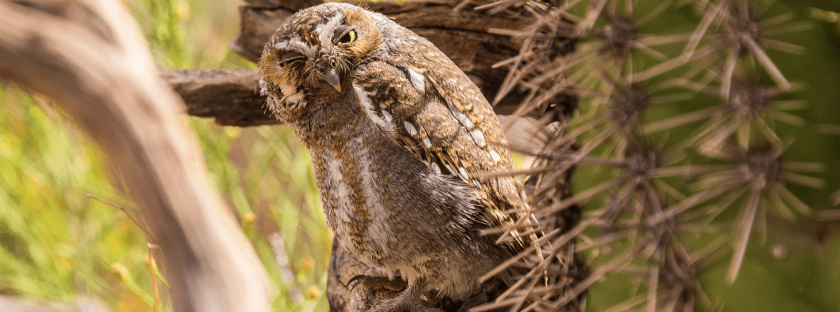 Elf Owl By Susan E. Viera/Shutterstock