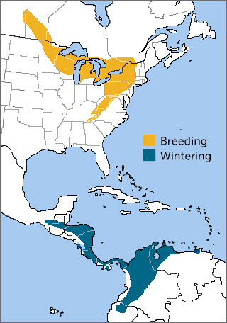 Golden-winged Warbler range map by ABC