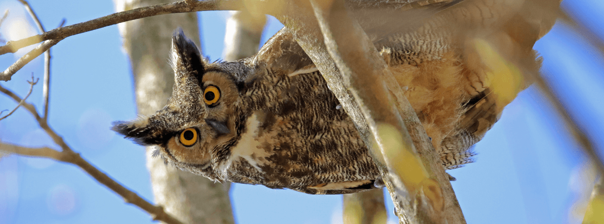 Great Horned Owl by Todd Maertz/Shutterstock