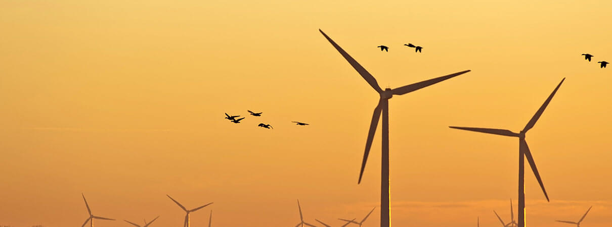 Birds and wind turbines. Photo by J Marjis/Shutterstock.