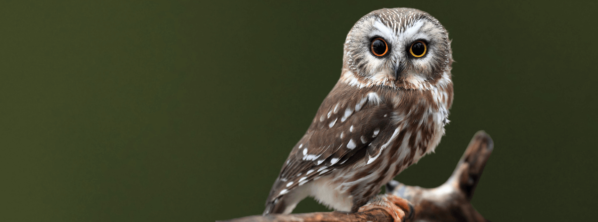 Northern Saw-Whet Owl By mlorenz/Shutterstock