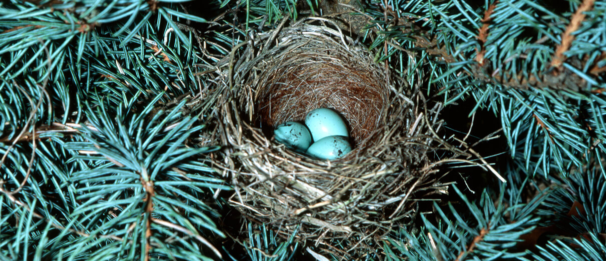 Chipping Sparrow nest and eggs. Photo by Danita Delmont, Shutterstock