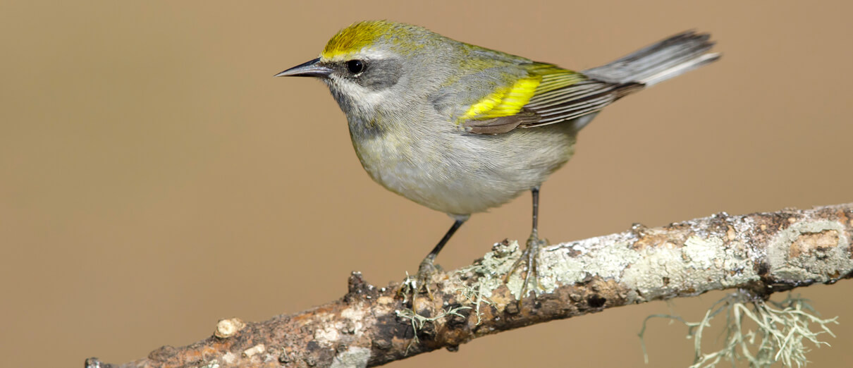 Female Golden-winged Warbler during migration, Galveston, Texas. Photo by