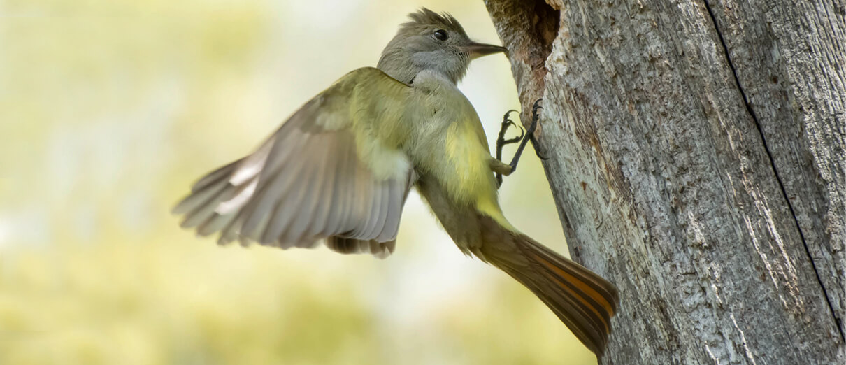 Great Crested Flycatcher arriving at nest cavity. Photo by Paul Reeves