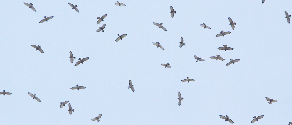 Migrating Broad-winged Hawks by Greg Lavaty/texastargetbirds.com