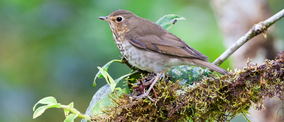 Swainson's Thrush in winter, Ecuador. Photo by Agami Photo Agency/Shutterstock