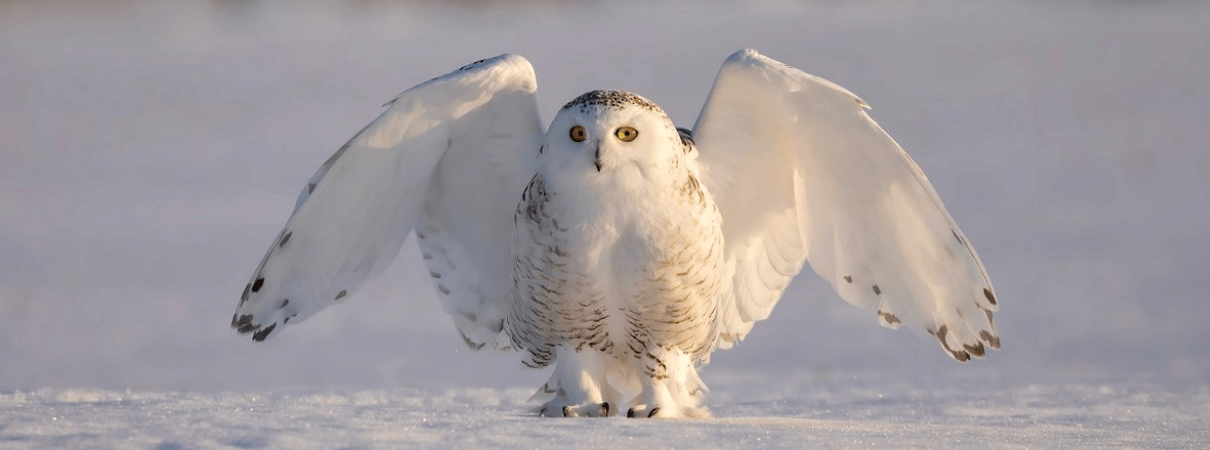 Snowy Owl by Jim Cummings/Shutterstock