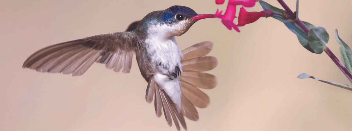 Violet-crowned Hummingbird by Matthew Studebaker