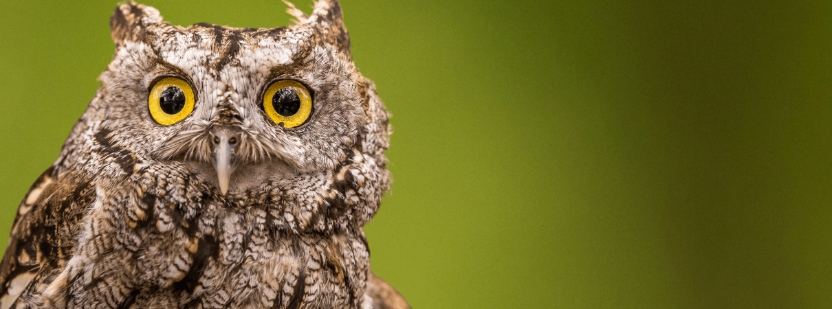 Western Screech Owl By lalcreative/Shutterstock