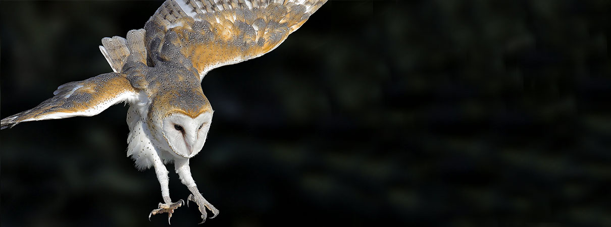 Burrowing Owl photo by Alan Wilson