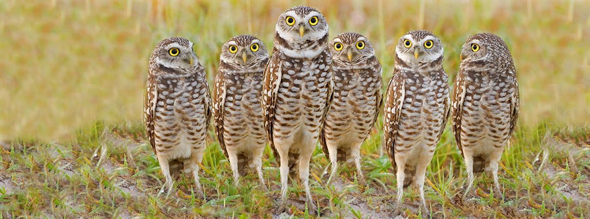 Burrowing Owls. Photo by Tania Thompson/Shutterstock