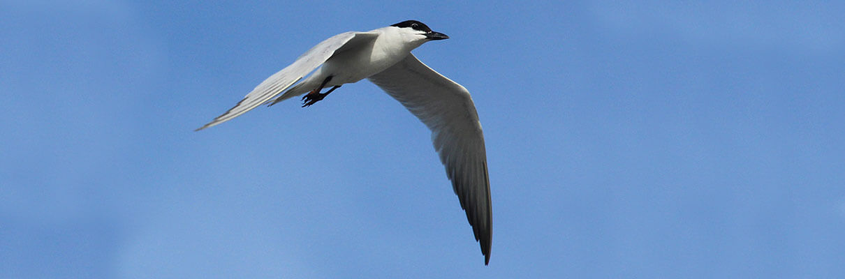 Gull-billed Tern. Photo by Kathryn Carlson/Shutterstock