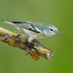 Adult femalCerulean Warbler. Photo by Agami Photo Agency/Shutterstock.