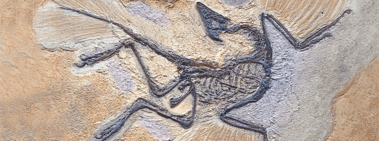 Archaeopteryx lithographica By Mark Brandon, Shutterstock