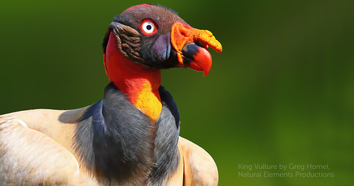 Admire 34 images of King Vultures: Birds possessing smooth plumage ...