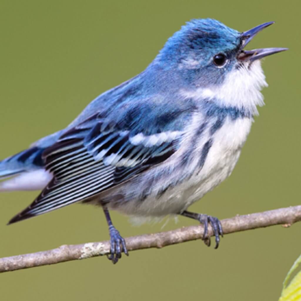 Cerulean Warbler American Bird Conservancy