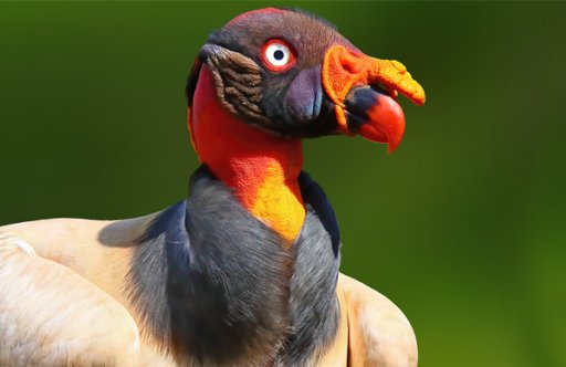 King Vulture - American Bird Conservancy