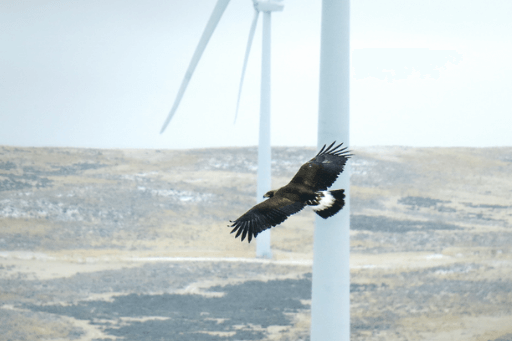 Eastern Golden Eagle: The Appalachian Mountains’ Little-known Apex ...