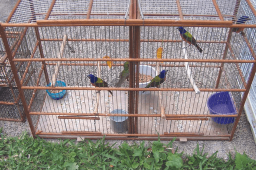 Illegally trapped Painted Buntings. Photo by Florida Fish and Wildlife Conservation Commission.