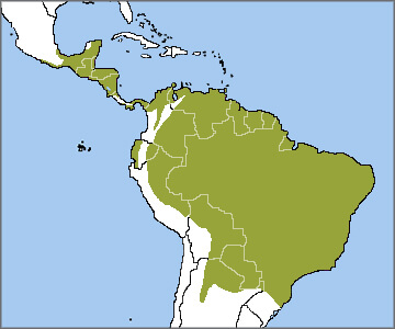 King Vulture range map by ABC