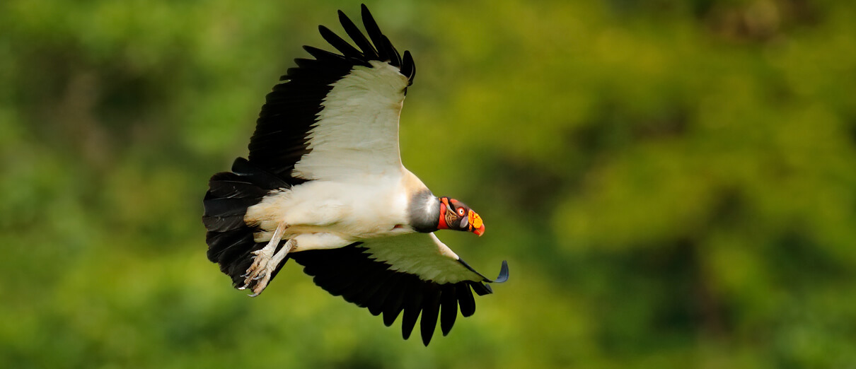 King Vulture in flight by Ondrej Prosicky, Shutterstock