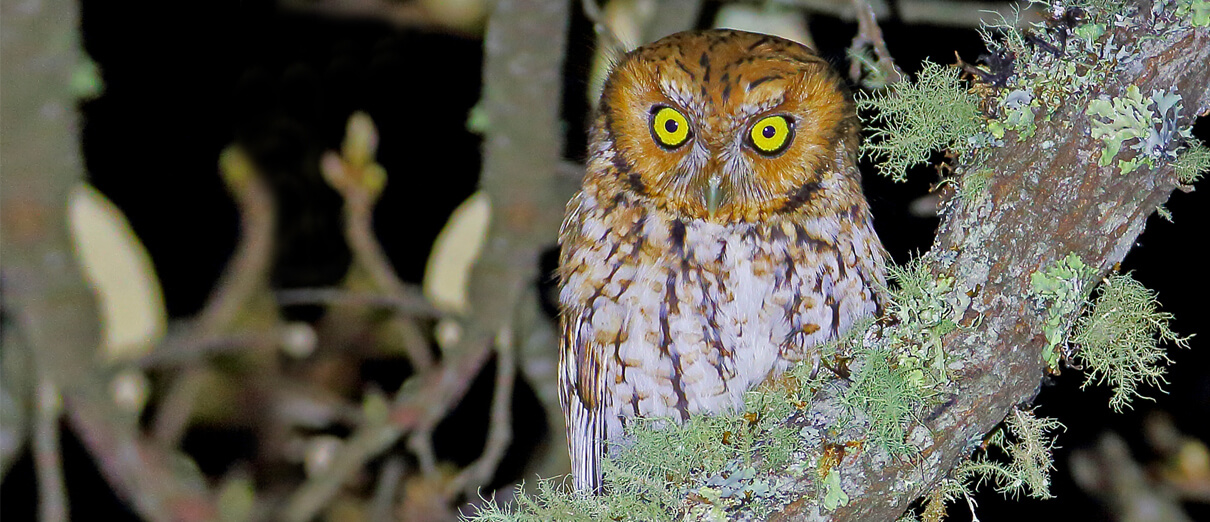 Whiskered Screech-Owl, rufous morph. Photo by Greg Homel