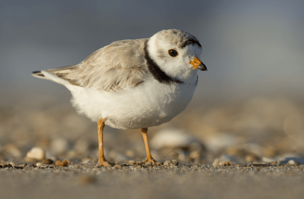 Piping-Plover-by-Ray-Hennessy_news.png