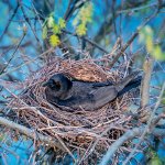 Nesting American Crow sitting on eggs. Photo by Kris Durlen, Shutterstock.