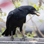 American Crow with a peanut. Photo by Laura Erickson.