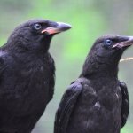 Juvenile American Crows. Photo by Elizabeth Caron, Shutterstock.