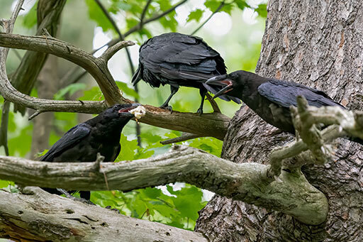 What Do Crows Eat? (And the Crafty Tricks They Use To Gather Food)