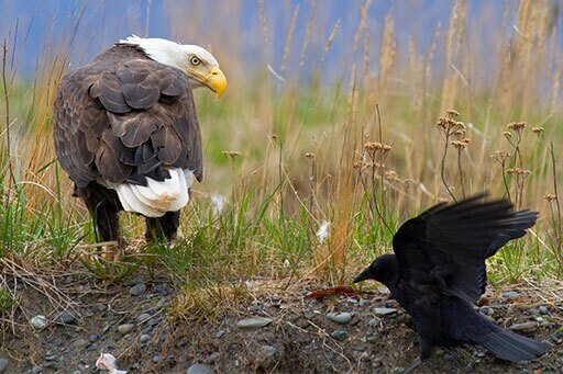 American Crow attempting to steal food from Bald Eagle. Photo by Lynn A./Shutterstock