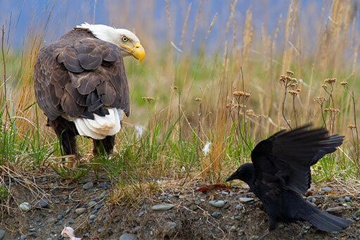 Amerikansk Kråke forsoker a stjele mat fra Bald Eagle. Bilde Av Lynn A. / 