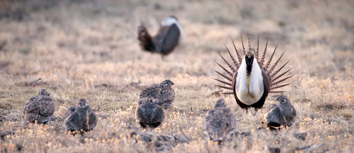 Greater Sage-Grouse by Agnieszka Bacal, Shutterstock