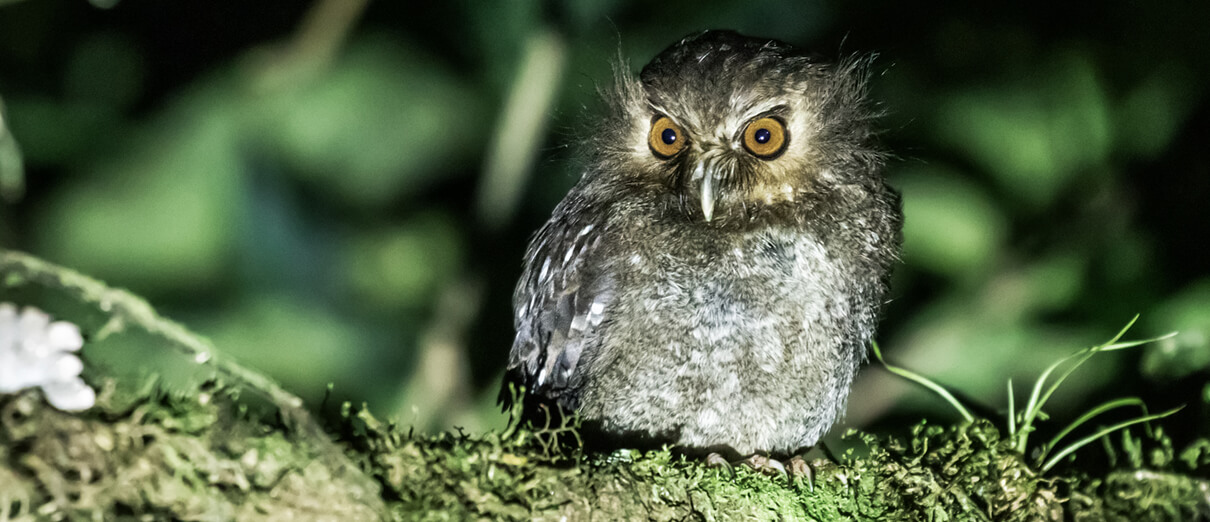 Long-whiskered Owlet, Abra Patricia, Peru. Photo by Nick Athanas
