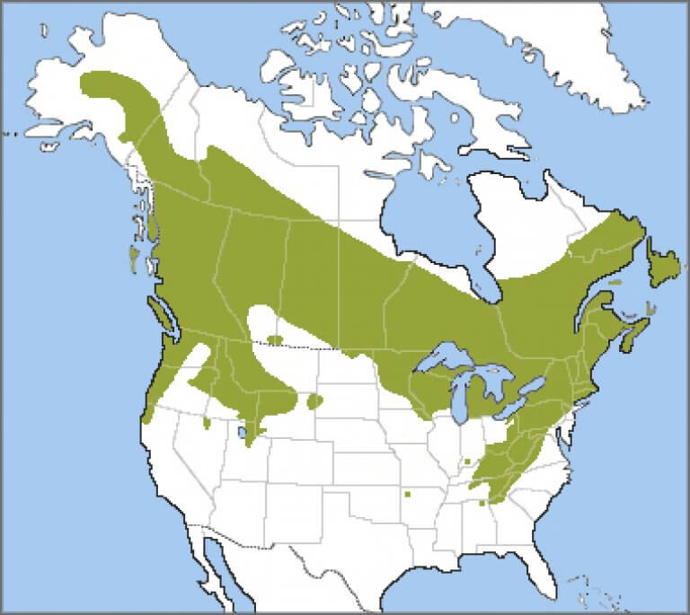 Ruffed Grouse American Bird Conservancy