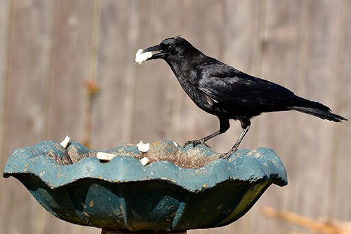 American Crows eat human food. Photo by Chuck Wagner. 