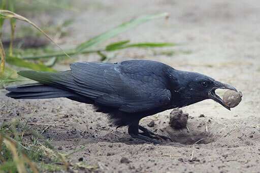American Crow eating turtle egg. Photo by Svetlana Foote/Shutterstock